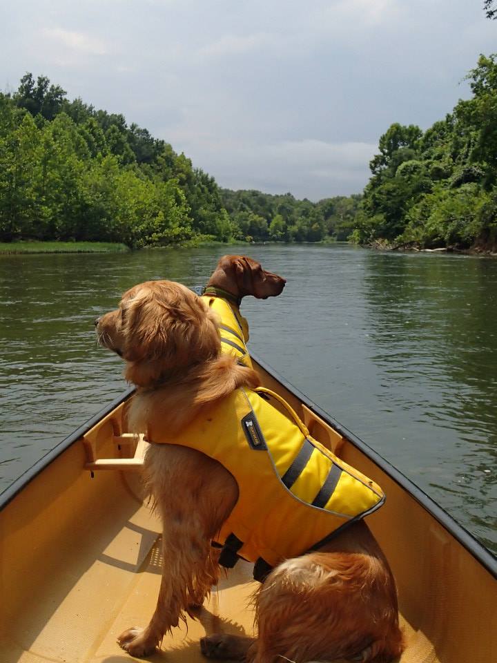 Dogs in Canoe