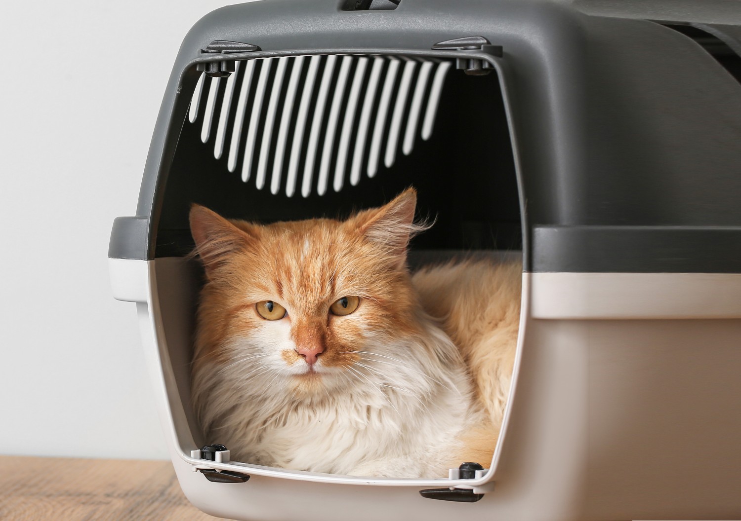 Cat in Carrier